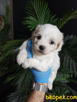 Maltese Terrier Sağlıklı Ve Güzel Yavrularımız 1