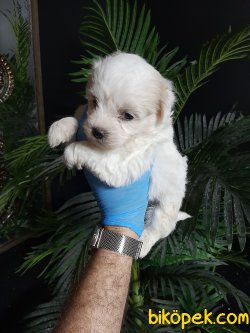 Maltese Terrier Sağlıklı Ve Güzel Yavrularımız 3