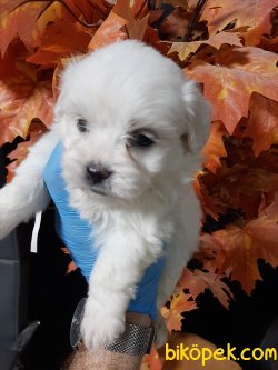 Maltese Terrier Sağlıklı Ve Güzel Yavrularımız 2