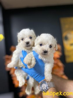 Maltese Terrier Sağlıklı Ve Güzel Yavrularımız 1