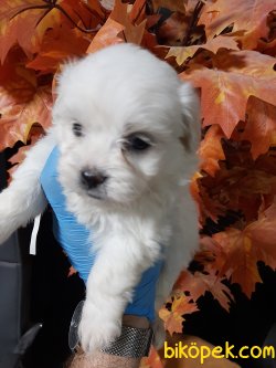 Maltese Terrier Sağlıklı Ve Güzel Yavrularımız 3