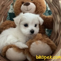 Maltese Terrier Sağlıklı Ve Güzel Yavrularımız 3