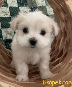 Maltese Terrier Sağlıklı Ve Güzel Yavrularımız 2
