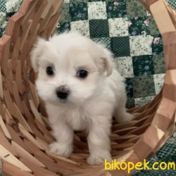 Maltese Terrier Sağlıklı Ve Güzel Yavrularımız 1