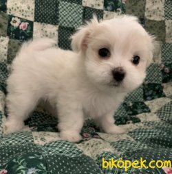 Maltese Terrier Sağlıklı Ve Güzel Yavrularımız 4