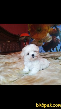 Maltese Terrier Sağlıklı Yavrularımız 2