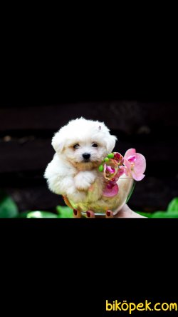 Maltese Terrier Sağlıklı Yavrularımız 3