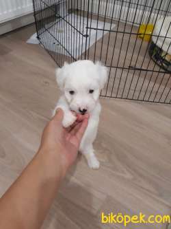 Maltese Terrier Sahibinden 4