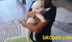 Maltese Terrier Sahibinden 2