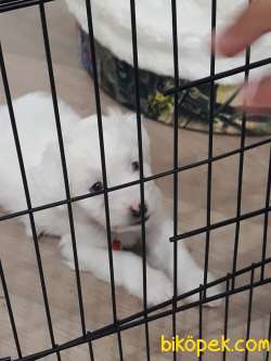Maltese Terrier Sahibinden 5