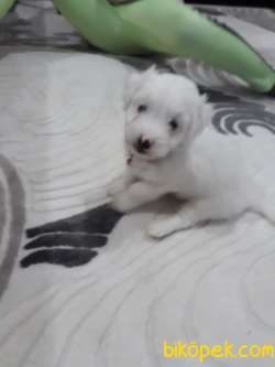 Maltese Terrier Sahibinden 3