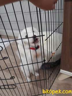 Maltese Terrier Sahibinden 1
