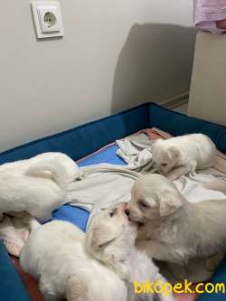 Maltese Terrier Sahiplendirme 4