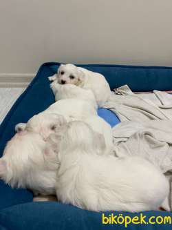 Maltese Terrier Sahiplendirme 2