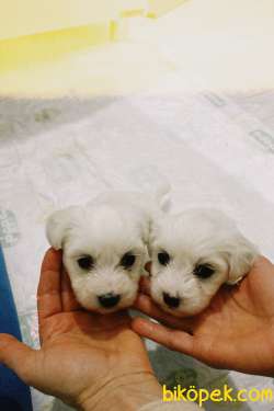 Maltese Terrier Sahiplendirme 3