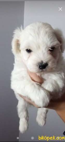 MALTESE TERRİER SIFIR NUMARA TEACUP 1