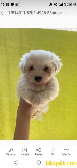 MALTESE TERRİER SIFIR NUMARA TEACUP 3