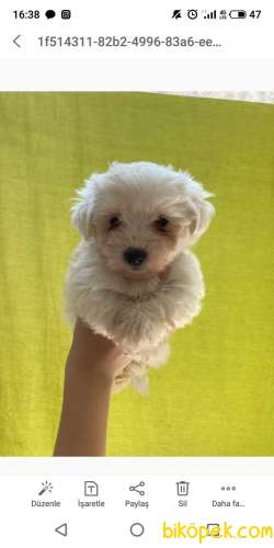 MALTESE TERRİER SIFIR NUMARA TEACUP 2
