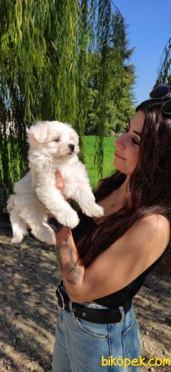 MALTESE TERRİER SIFIR NUMARA TEACUP 4