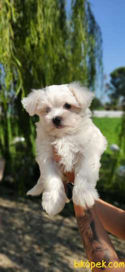 MALTESE TERRİER SIFIR NUMARA TEACUP 2