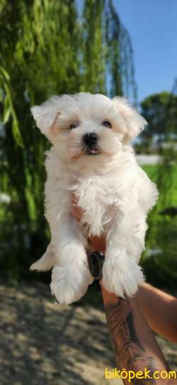 MALTESE TERRİER SIFIR NUMARA TEACUP 1