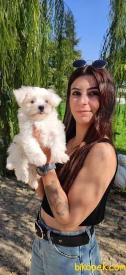 MALTESE TERRİER SIFIR NUMARA TEACUP 5