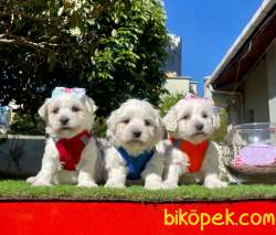 Maltese Terrier Sıfır Numara Yavrular 1