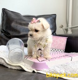 Maltese Terrier Teacup Mini Yavrularımız 5