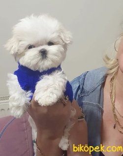Maltese Terrier Teacup Yavrularımız Safkan Eğitimli Asili 1