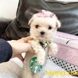 Maltese Terrier Teacup Yavrularımız Safkan Eğitimli Asili 3