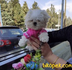 Maltese Terrier Teacup Yavrularımız Safkan Eğitimli Asili 2
