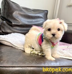 Maltese Terrier Teacup Yavrularımız Safkan Eğitimli Asili 5
