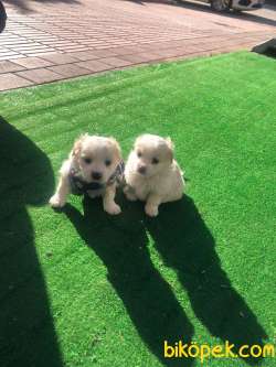 Maltese Terrier Ve Maltipo Yavruları 1