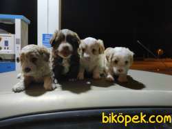 Maltese Terrier Ve Maltipo Yavruları 3