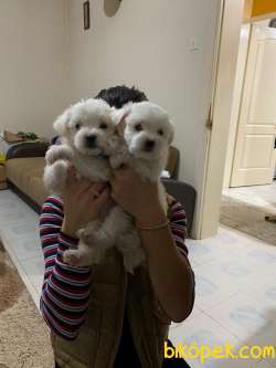 Maltese Terrier Ve Maltipo Yavruları 2