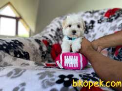 Maltese Terrier Yakışıklı Oğlumuz 1