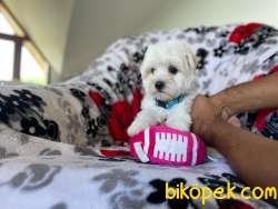 Maltese Terrier Yakışıklı Oğlumuz 2