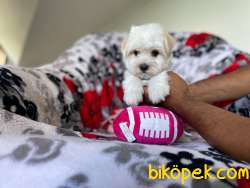 Maltese Terrier Yakışıklı Oğlumuz 3