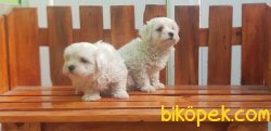 MALTESE TERRİER YAVRU 4