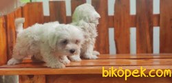 MALTESE TERRİER YAVRU 3