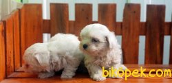 MALTESE TERRİER YAVRU 1