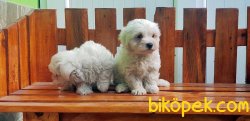MALTESE TERRİER YAVRU 2