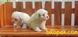 MALTESE TERRİER YAVRU 5