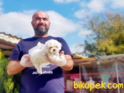 MÜKEMMEL KALİTEDE MALTESE TERRİER YAVRU 3
