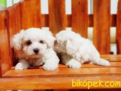 EN İYİSİNİ ARAYANA MALTESE TERRİER YAVRULAR 5