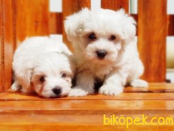 EN İYİSİNİ ARAYANA MALTESE TERRİER YAVRULAR 1