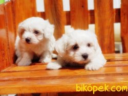 BİRBİRİNDEN GÜZEL MALTESE TERRİER YAVRU 4