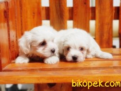 BİRBİRİNDEN GÜZEL MALTESE TERRİER YAVRU 2