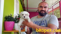 MALTESE TERRİER YAVRU 4