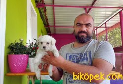 MALTESE TERRİER YAVRU 1